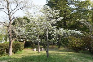 Best Time to Plant Dogwood Trees