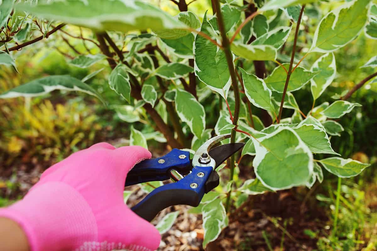 Best Time to Prune Dogwood Shrubs