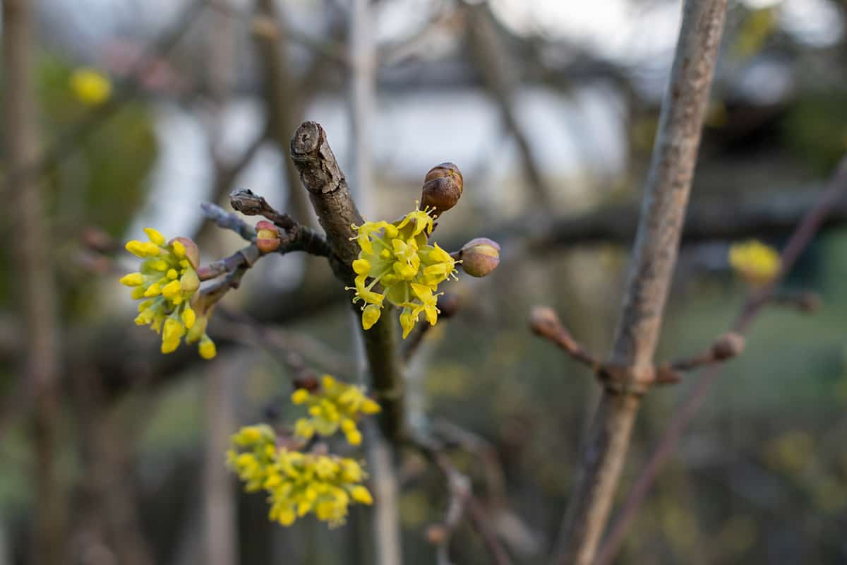 Best Time to Prune Dogwood Trees