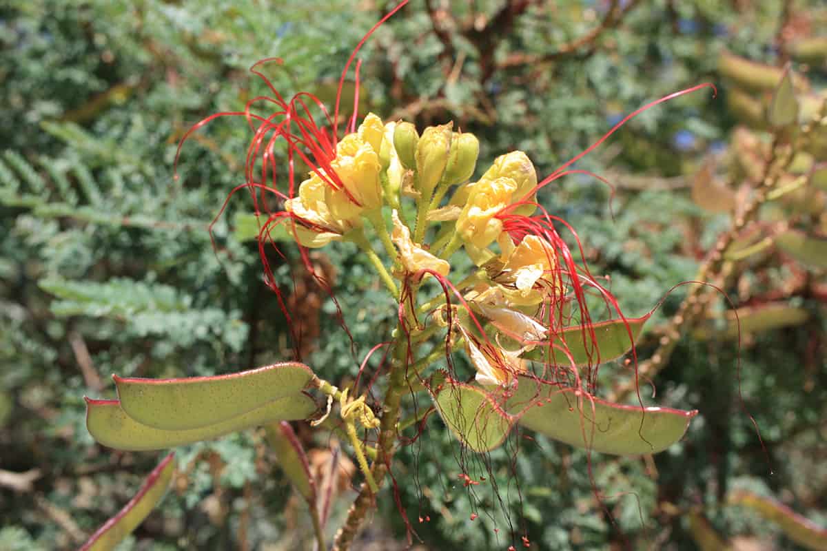 Bird of Paradise Bush