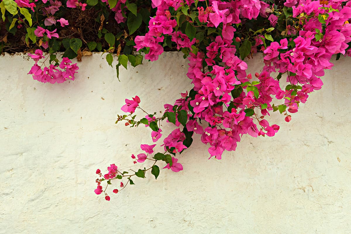 Bougainvillea