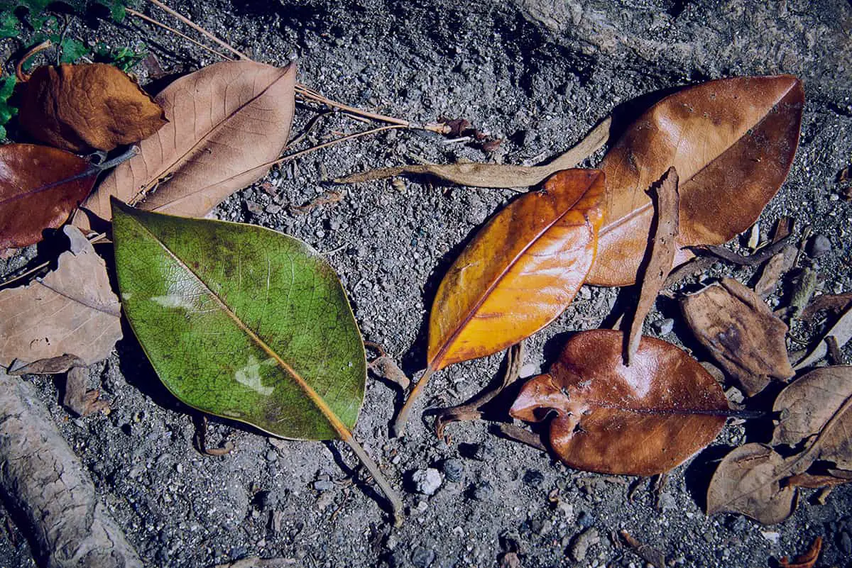 Brown Magnolia Leaves in Fall