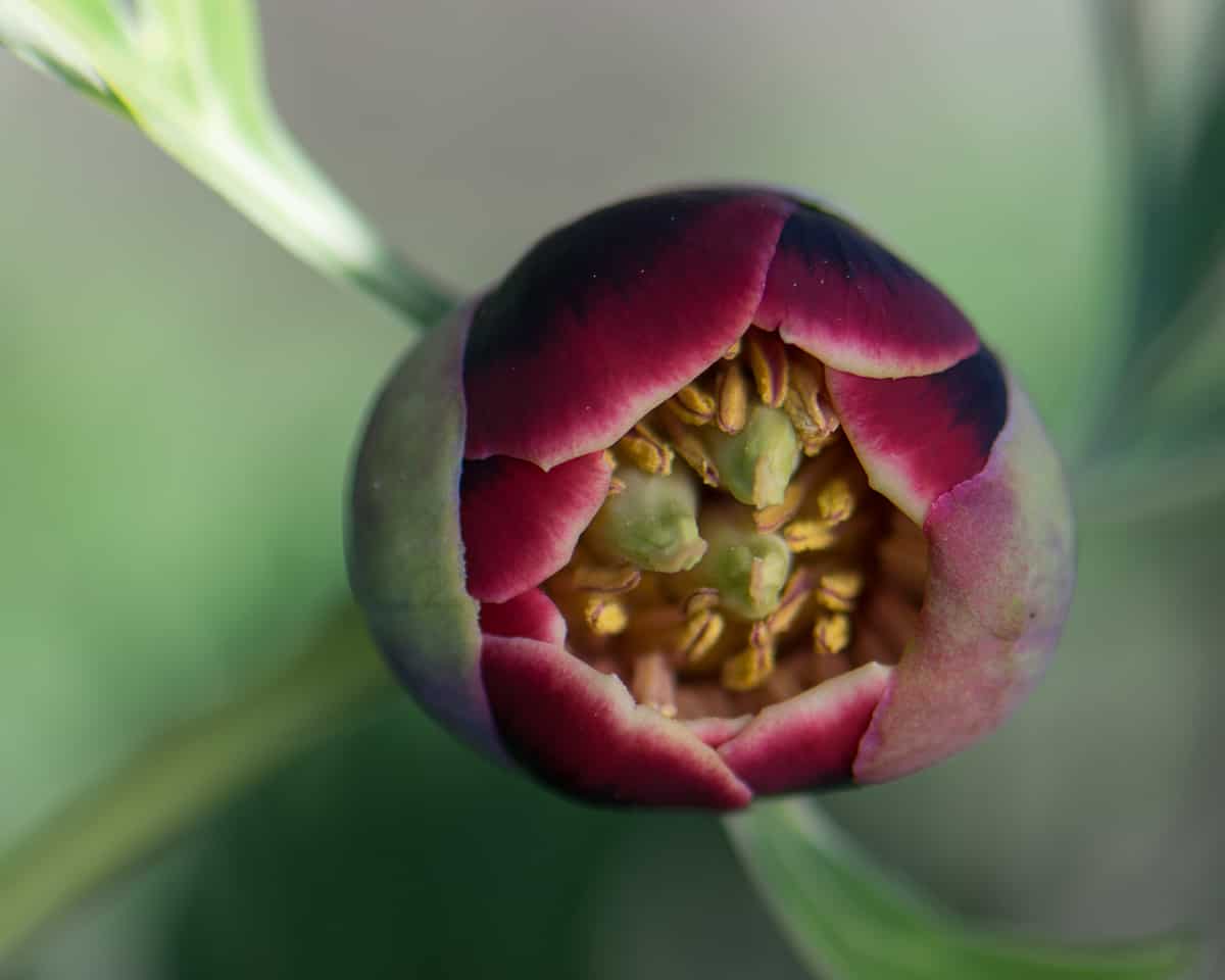 California peony