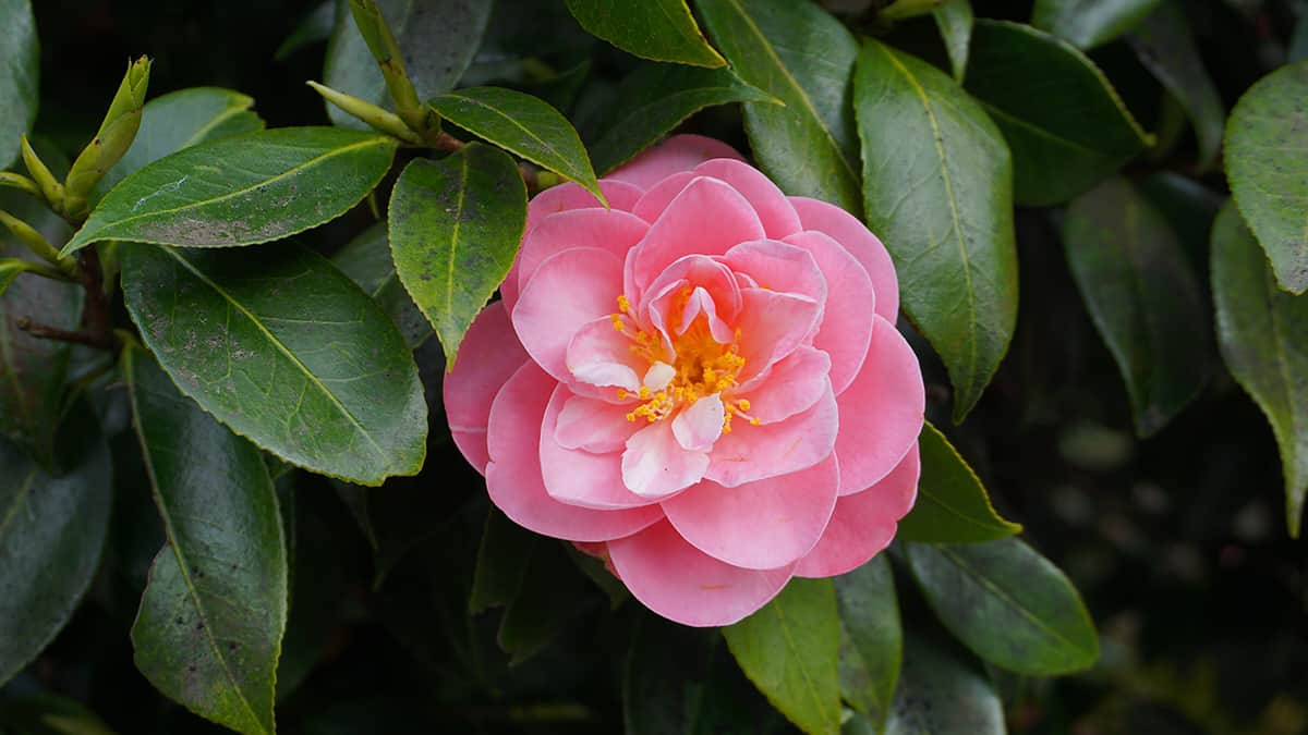 Camellias