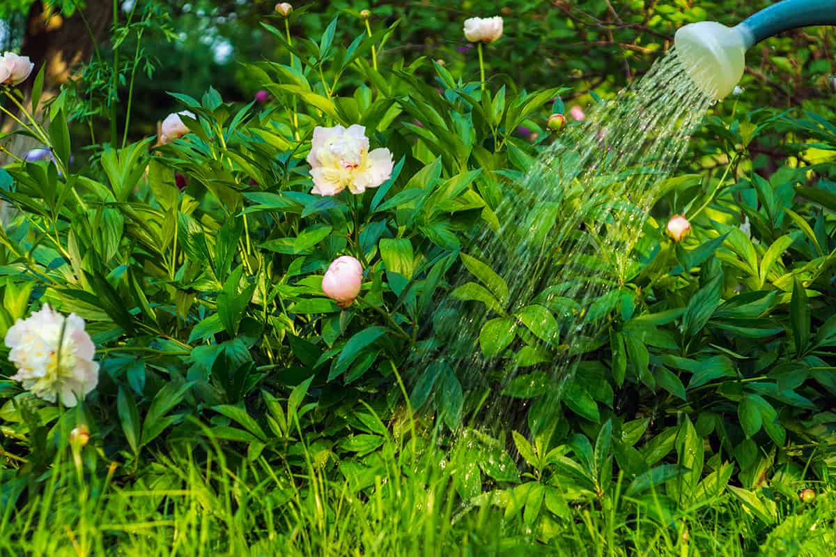 Can Peonies Tolerate Shade