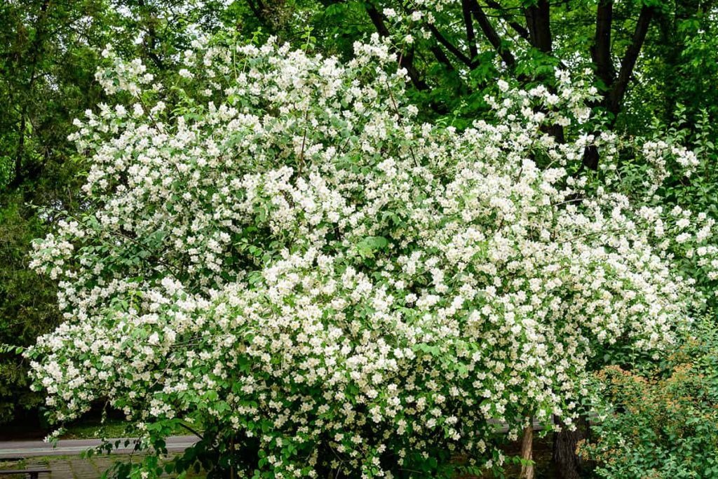 Best Time to Plant Dogwood Trees Plantglossary
