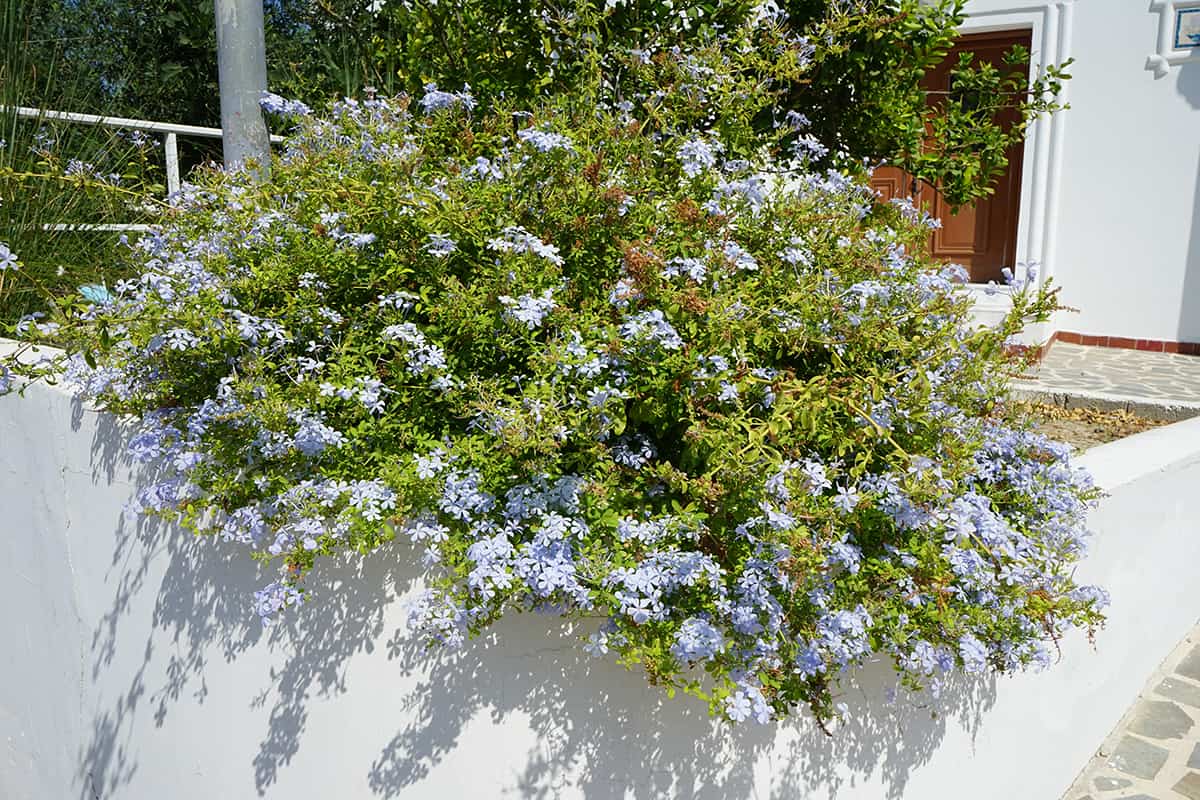 Cape Plumbago