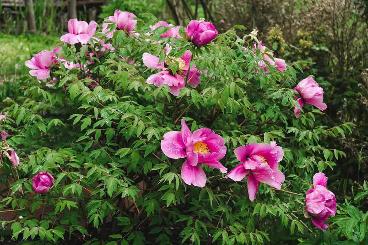 Caring for Peonies After Blooming
