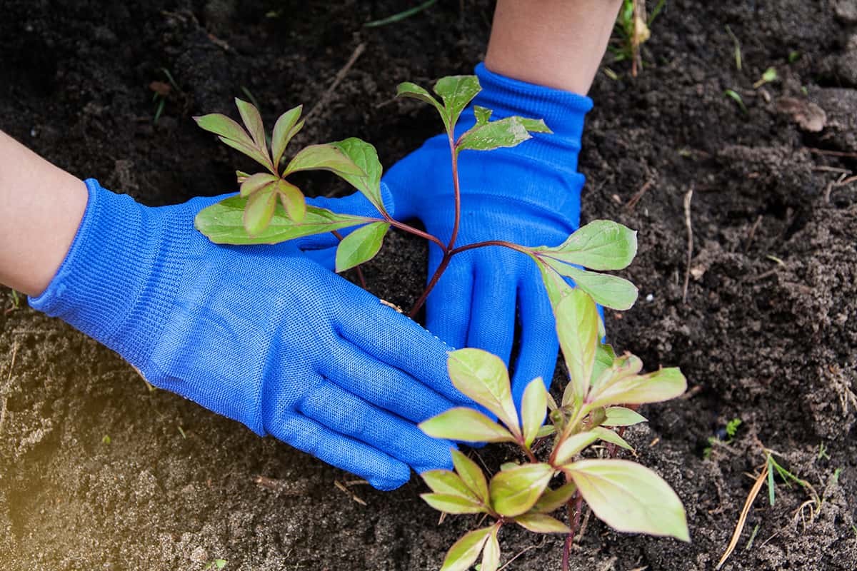 Caring for Peony Seedlings