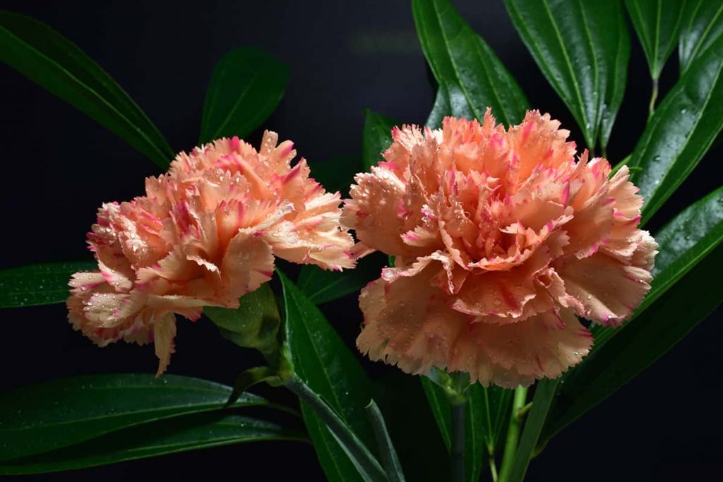 6 Flowers that Look Like Peonies Plantglossary