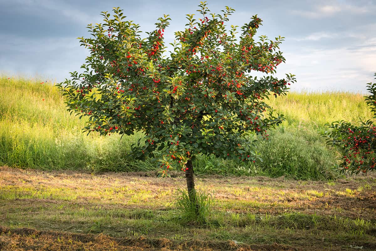 Cherry Tree shape