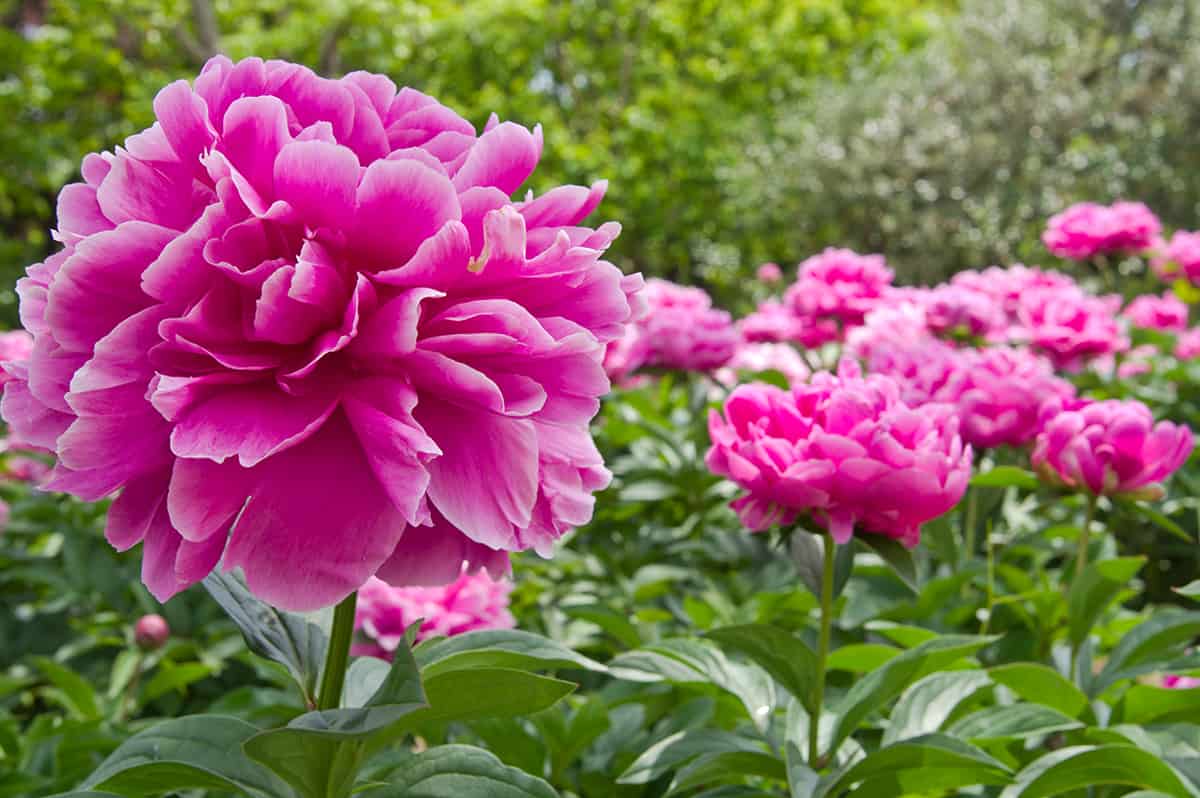 Chinese Peony