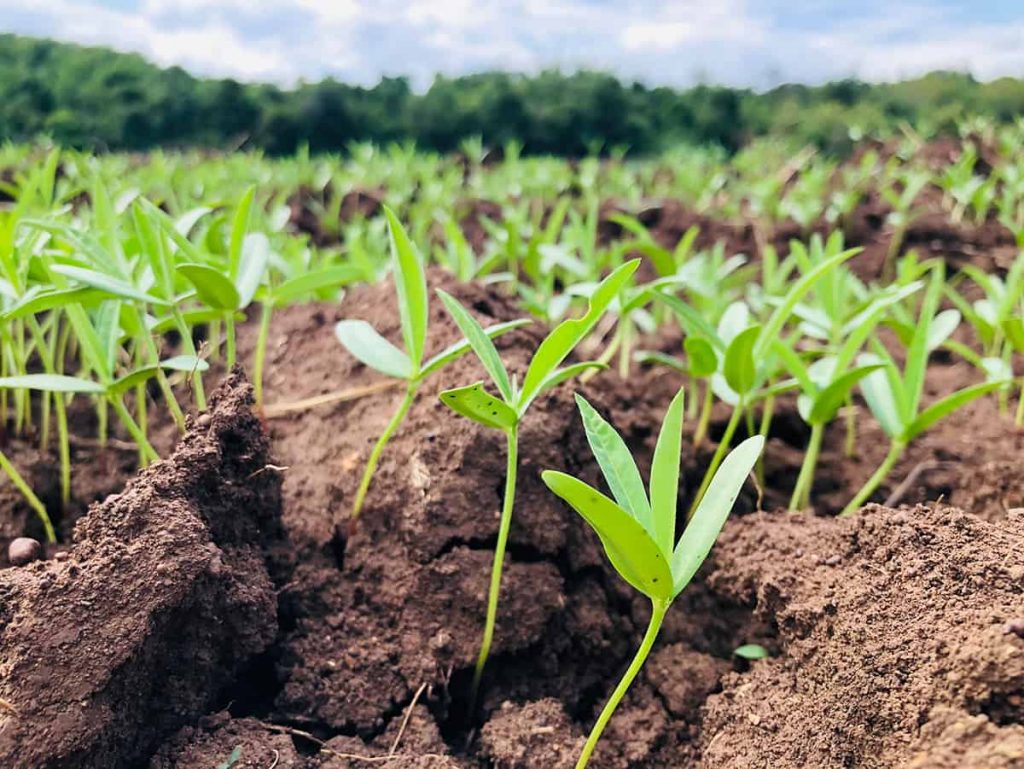 How Far Apart to Plant Peonies? Plantglossary