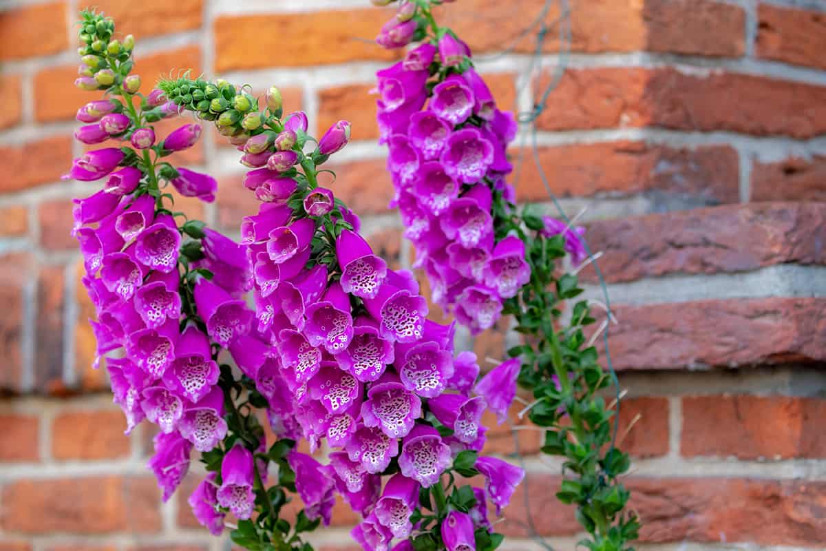 Common Foxglove