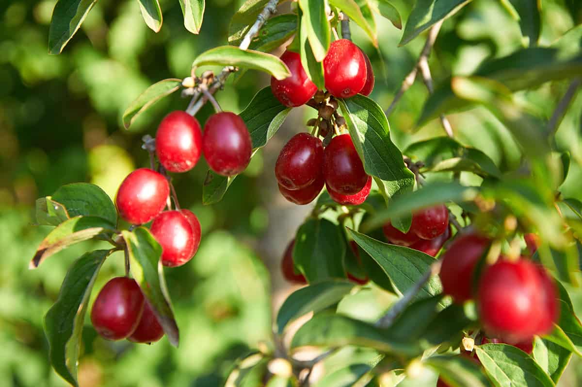 Cornelian Cherry