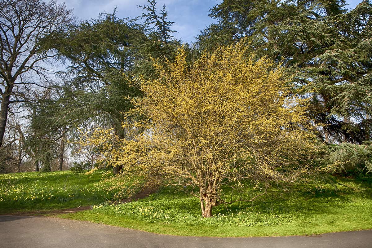 Cornelian Cherry