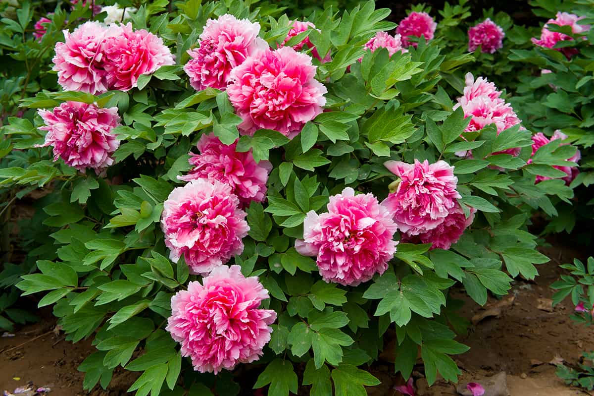 Cost of Peony Plants