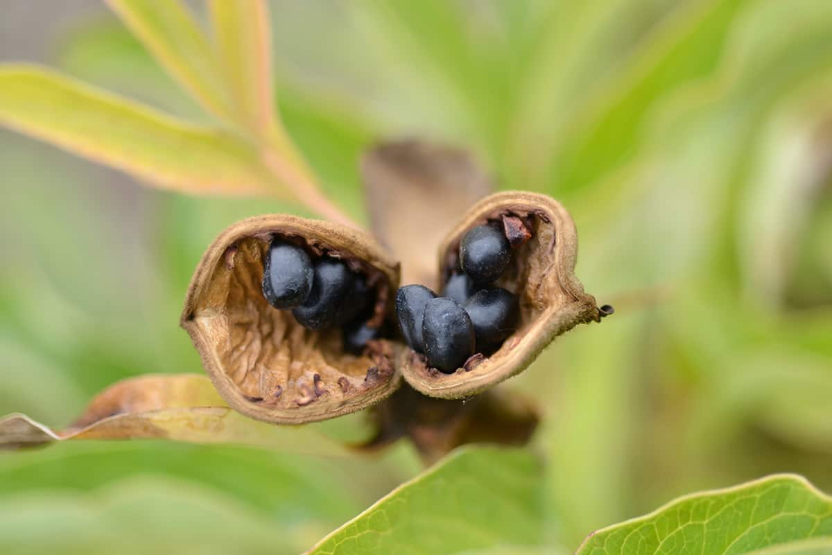 Cost of Peony Seeds