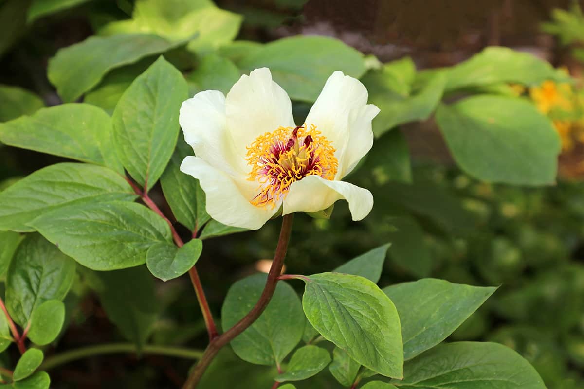 Daurica Peony