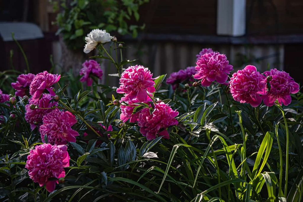 do-peonies-like-sun-or-shade-plantglossary