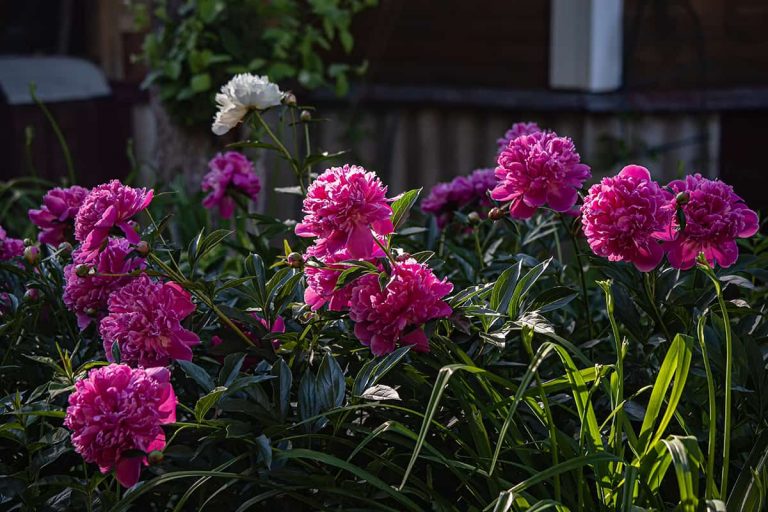 Do Peonies Like Sun or Shade? Plantglossary
