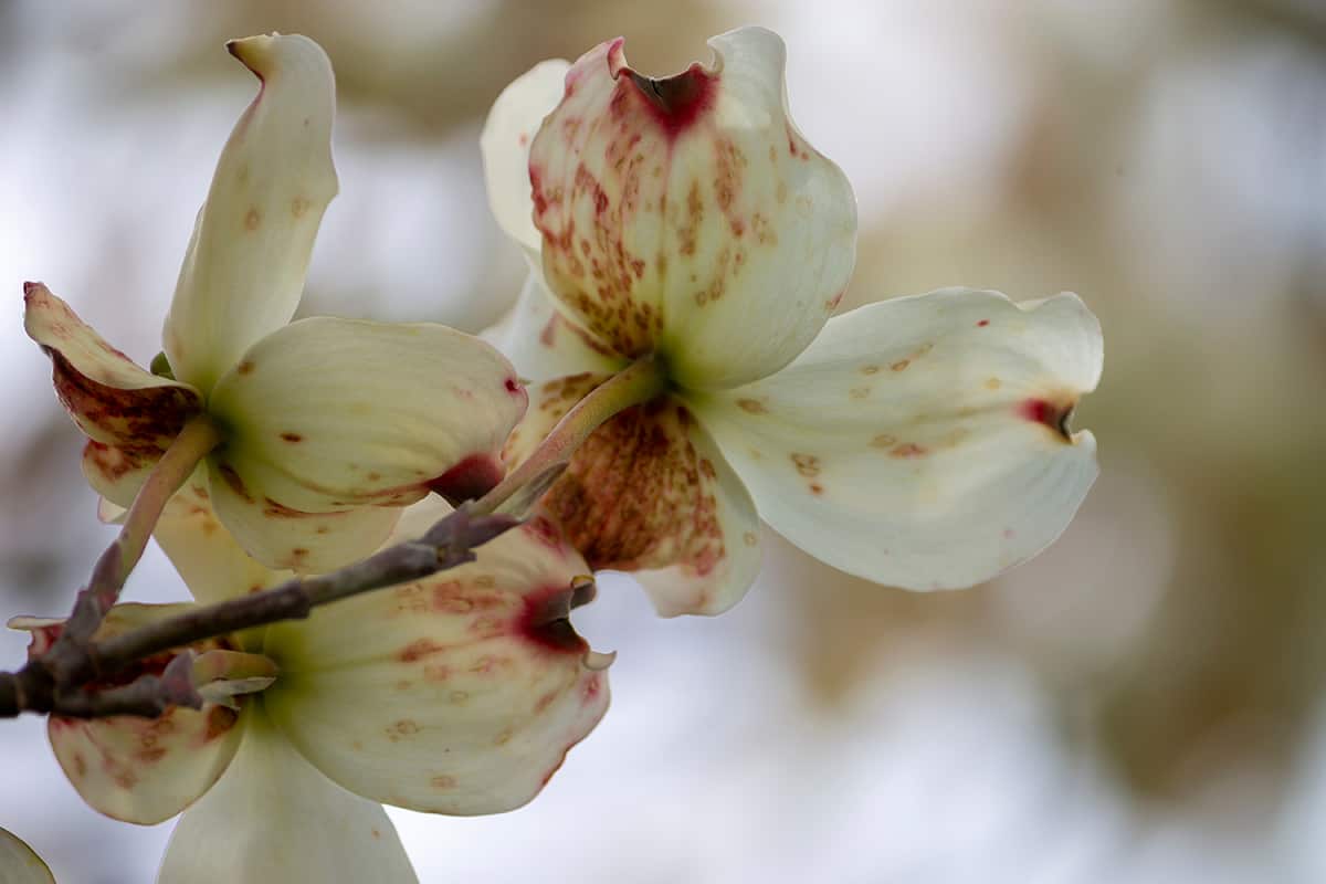 Dogwood Anthracnose