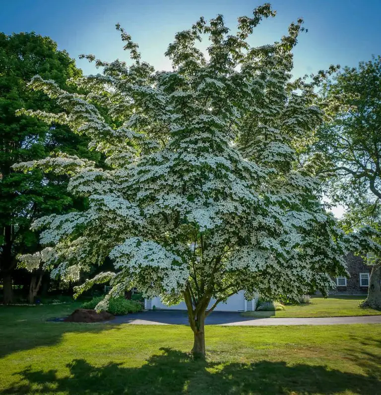 The History of The Dogwood Tree - Plantglossary