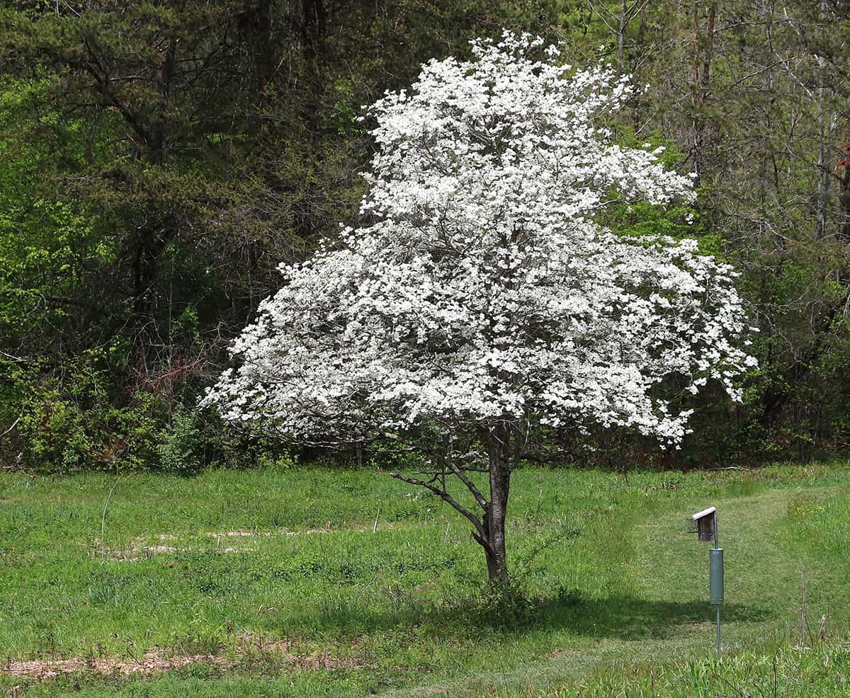 Dogwood Tree and Cherry Tree Care Differences