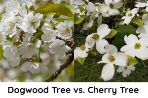 Dogwood Tree vs Cherry Tree