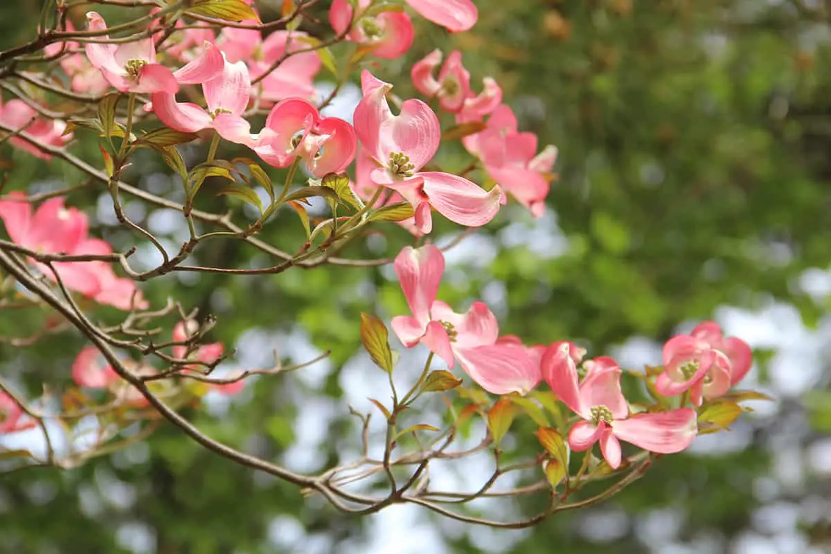 Dogwood Trees with Pink Flowers