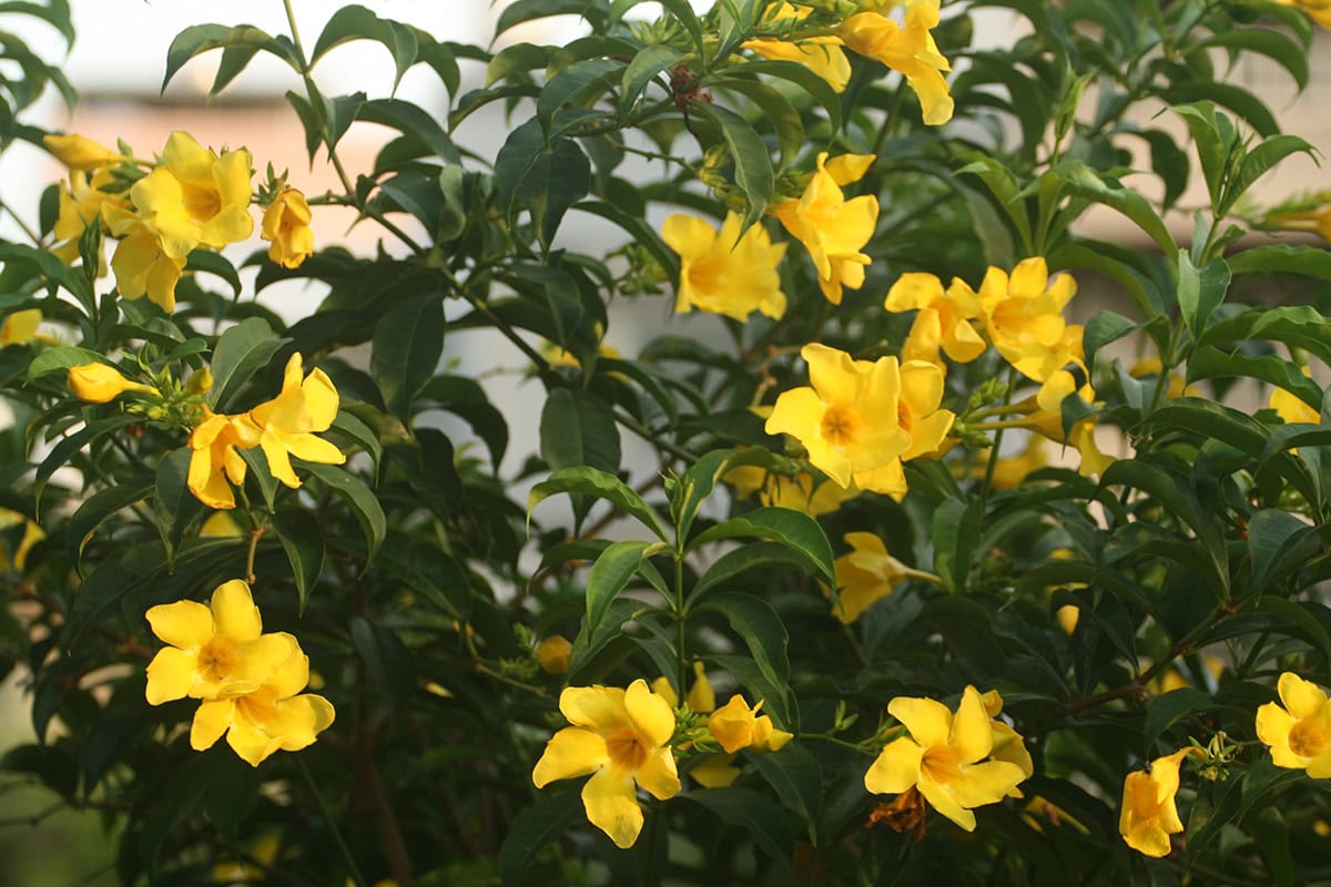 Dwarf Golden Trumpet (Dwarf Allamanda)