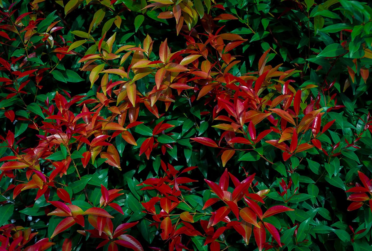 Dwarf Nandina ‘Firepower’