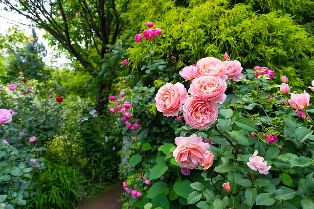English garden roses
