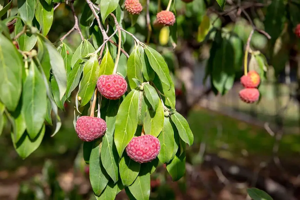 6 Types of Dogwood Trees with Red Berries - Plantglossary