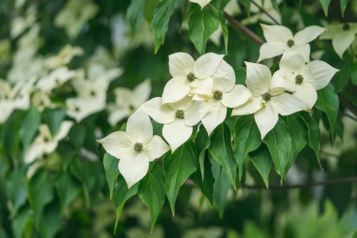 Evergreen Dogwood