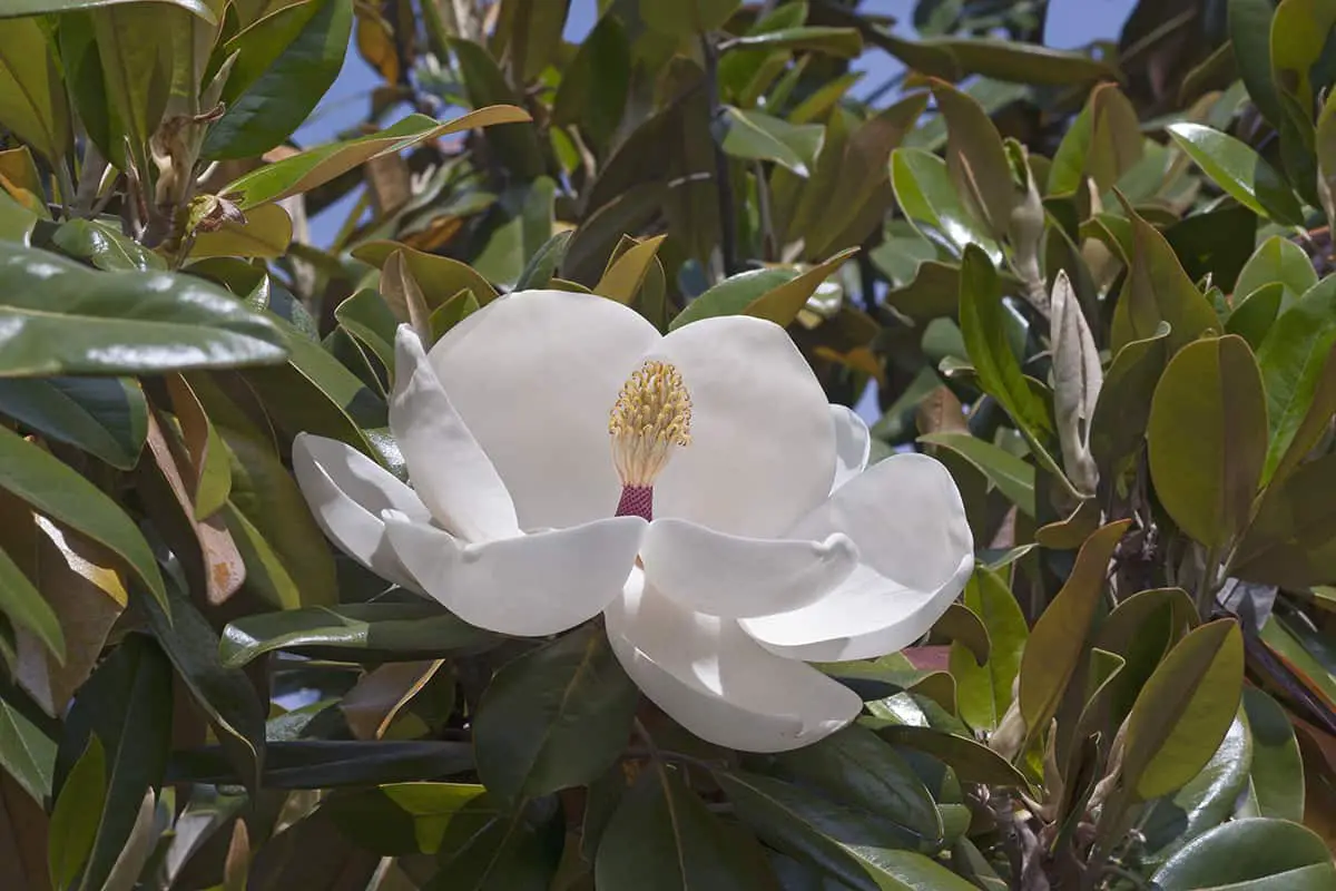 Exmouth Magnolia Magnolia grandiflora ‘Exmouth’