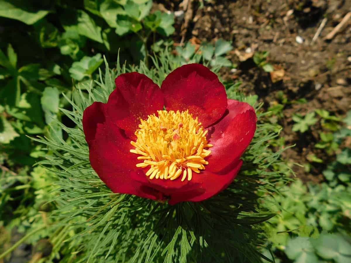 Fernleaf Peony