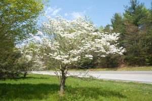 Fertilizers for Dogwood Trees