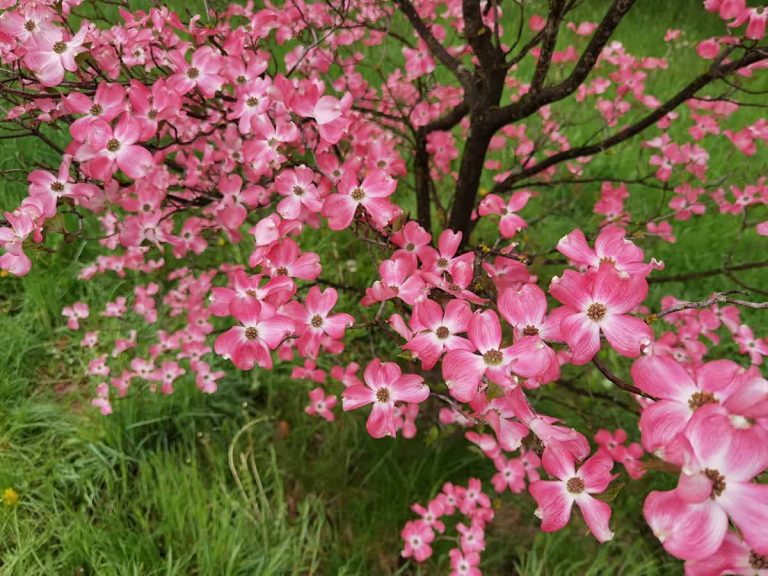 When Do Dogwood Trees Bloom? Plantglossary