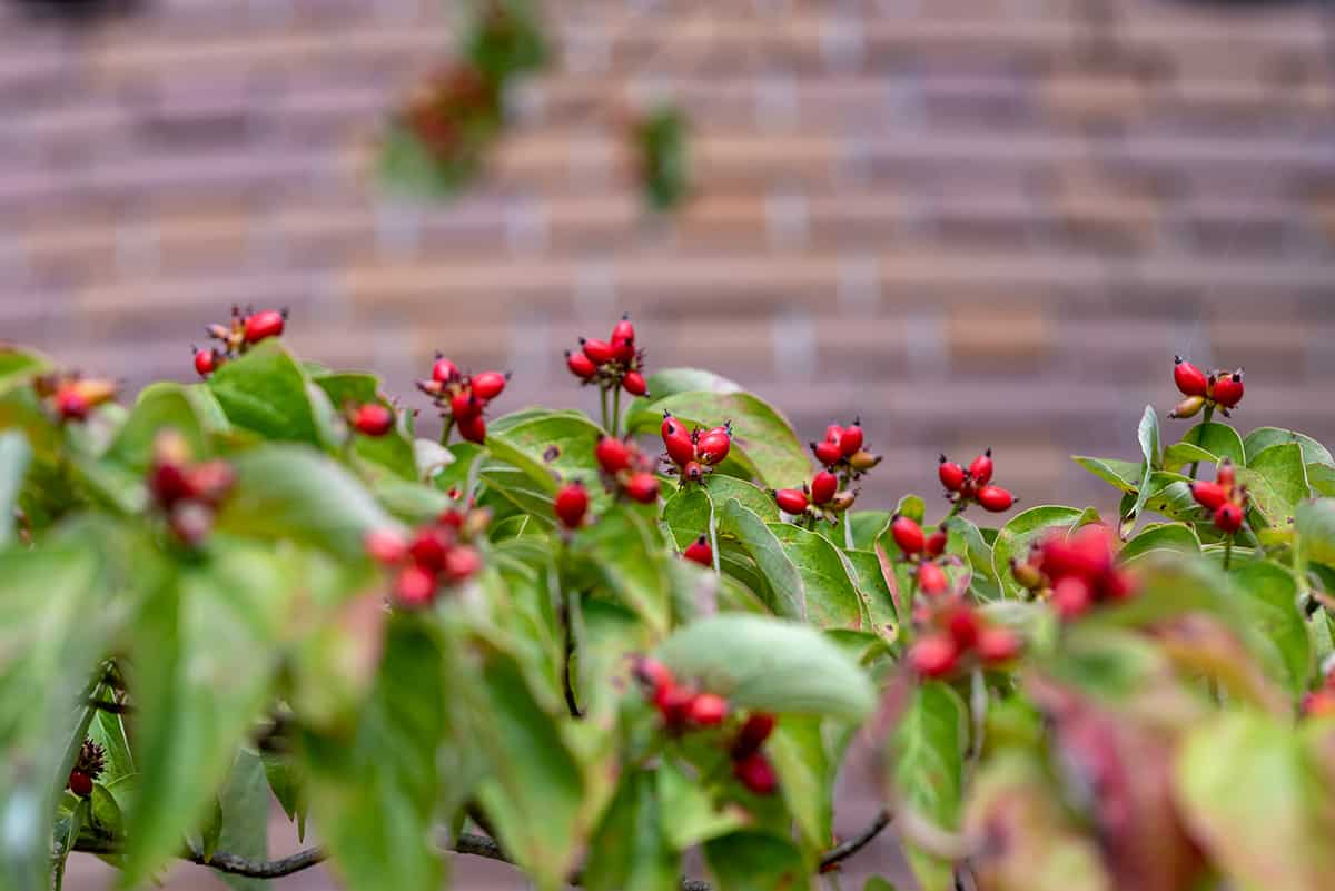 Flowering Dogwood