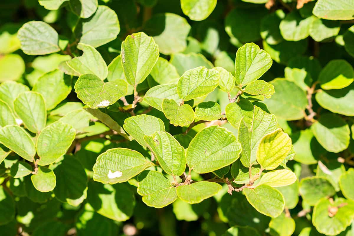 Fothergilla gardenii