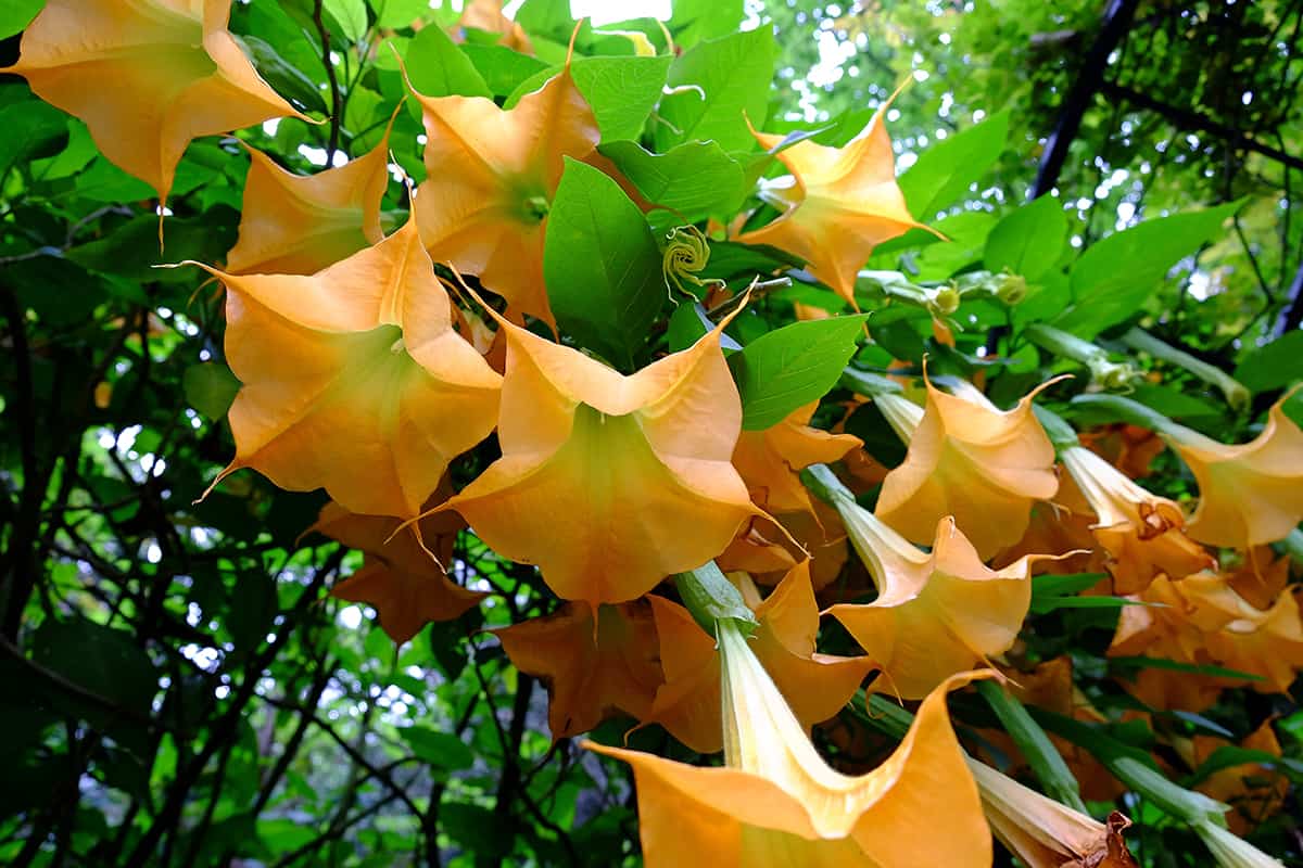 Golden Angel’s Trumpet