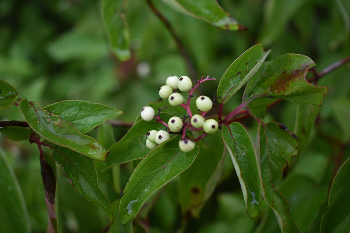 Gray Dogwood