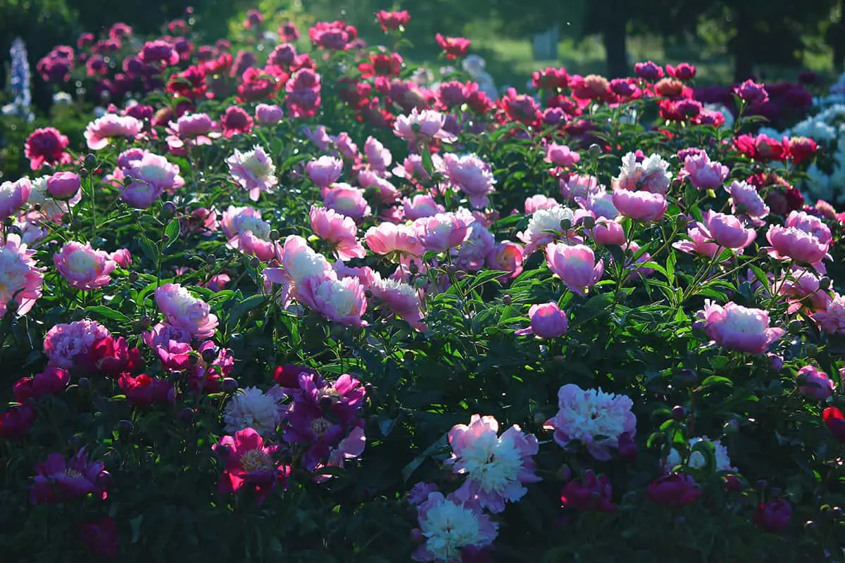 Growing Peonies in Cool Climates
