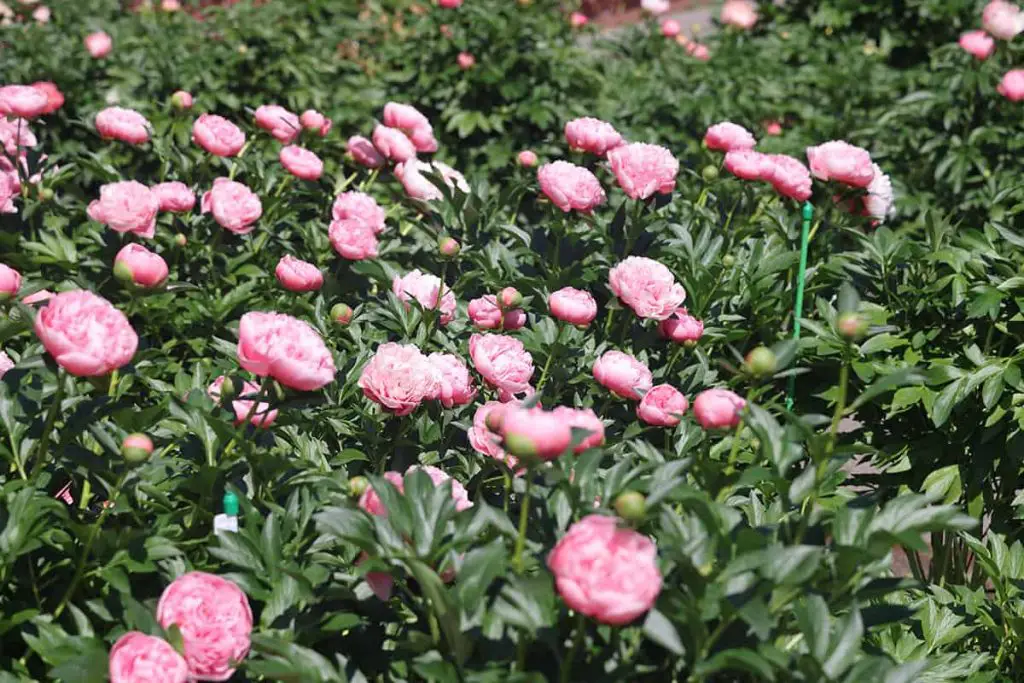 Do Peonies Like Sun Or Shade? - Plantglossary