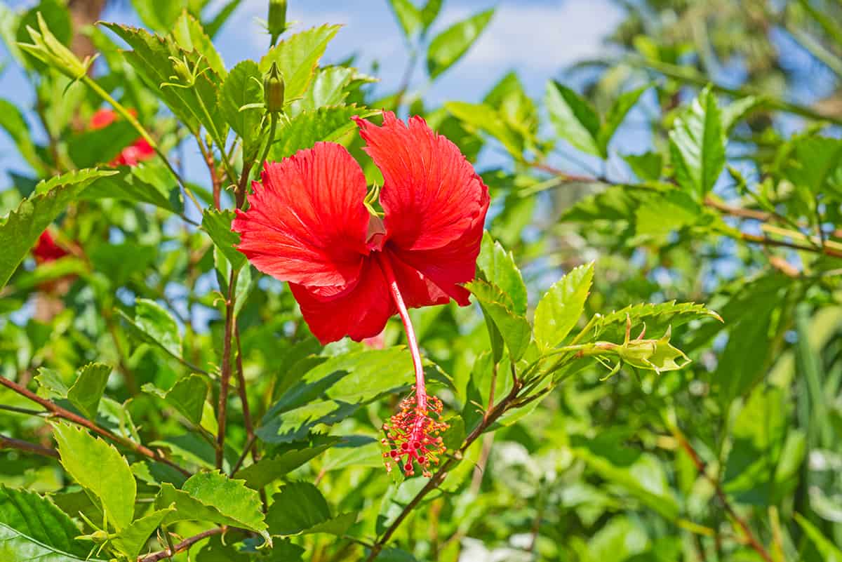 Hibiscus rosa sinensis