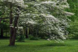 History of The Dogwood Tree