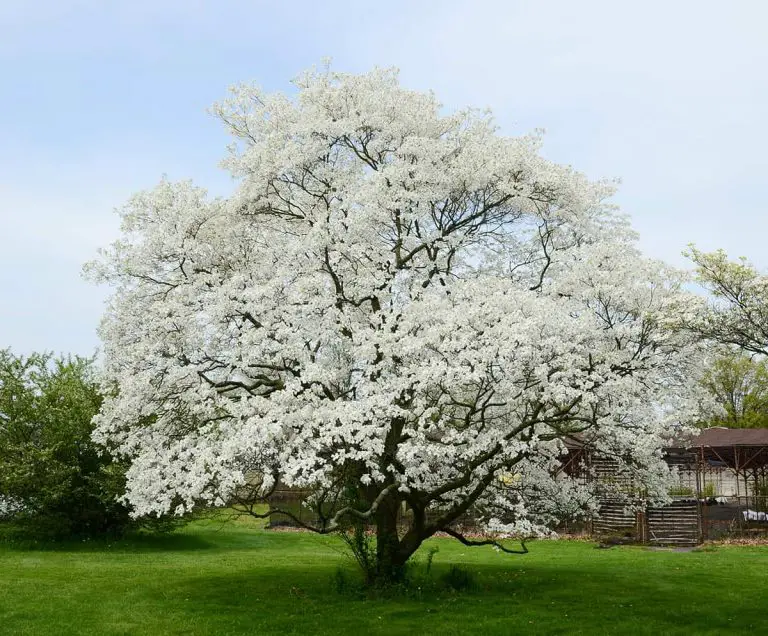 How Big Do Dogwood Trees Get? - Plantglossary