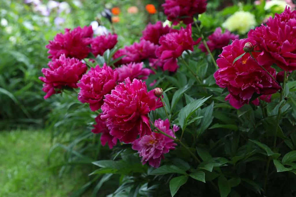 How Far Apart to Plant Peonies? Plantglossary