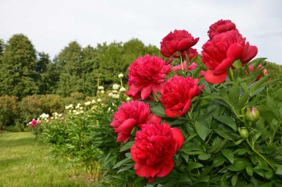 How Far Apart to Plant Peonies